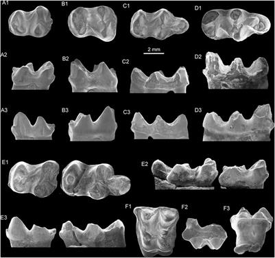 Small artiodactyls with tapir-like teeth from the middle Eocene of the Erlian Basin, Inner Mongolia, China